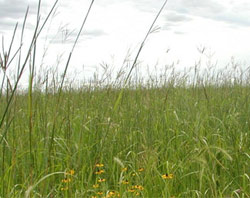 NativeGrasses